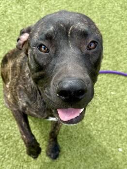 Dubai Brownie (FOSTER TO ADOPT) -  Mixed Breed Dog for Adoption in Wichita, Kansas - Dubai Brownie (FOSTER TO ADOPT) | PetCurious