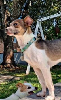 Buckly your Best Buddy -  Chihuahua and Rat Terrier Dog for Adoption in Friendswood, Texas - Buckly Your Best Buddy | PetCurious