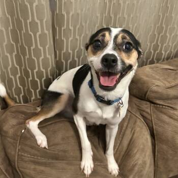 Rescue Rat Terrier Dogs for Adoption in Oklahoma City, Oklahoma - Bailey C-34495 | PetCurious