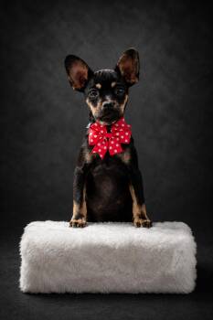 Nova -  Chihuahua Dog for Adoption in Concord, California - Nova | PetCurious