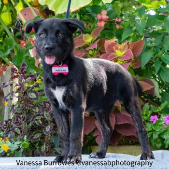 Madame -  Retriever Dog for Adoption in Wake Forest, North Carolina - Madame | PetCurious