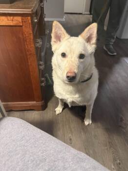 Rescue Husky and Australian Cattle Dog Blue Heeler Dogs for Adoption in Weatherford, Texas - Rhett | PetCurious