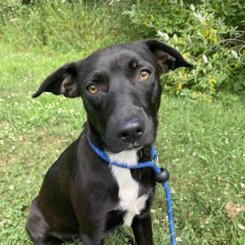 Sweets -  Mixed Breed Dog for Adoption in Allegan, Michigan - Sweets | PetCurious