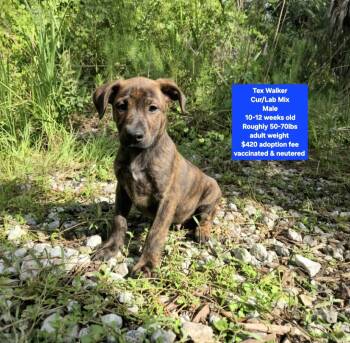 Tex Walker -  Labrador Retriever and Black Mouth Cur Dog for Adoption in Oviedo, Florida - Tex Walker | PetCurious