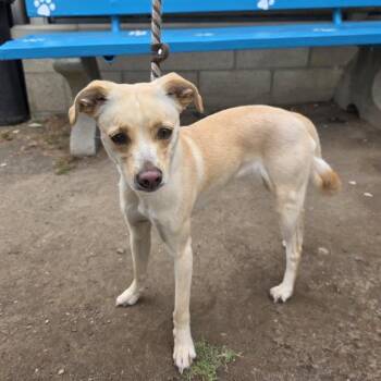 LOVE -  Chihuahua and Mixed Breed Dog for Adoption in Long Beach, California - LOVE | PetCurious