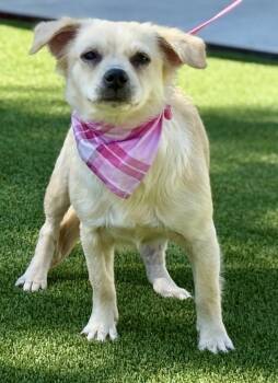 Rescue Chihuahua Dogs for Adoption in Hondo, Texas - Nora - Playful Chihuahua Gal | PetCurious
