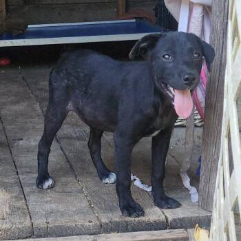 ZEUS -  Terrier and Retriever Dog for Adoption in Chicopee, Massachusetts - ZEUS | PetCurious