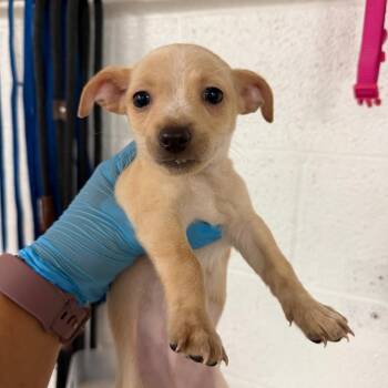 SourPatch -  Chihuahua and Mixed Breed Dog for Adoption in Edinburg, Texas - SourPatch | PetCurious