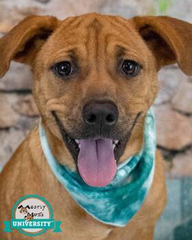 Tonya -  Labrador Retriever Dog for Adoption in Kennesaw, Georgia - Tonya | PetCurious
