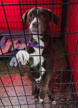 Beagle and Labrador Retriever Dogs Available for Adoption - Pam | PetCurious