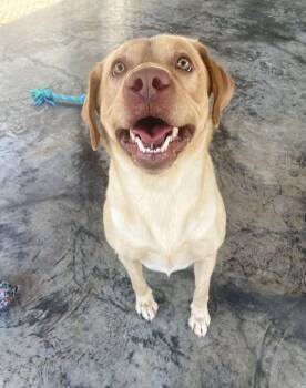 Koby -  Yellow Labrador Retriever Dog for Adoption in Edinburg, Virginia - Koby | PetCurious