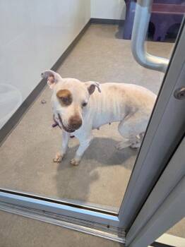 Dottie -  Mixed Breed Dog for Adoption in Bossier City, Louisiana - Dottie | PetCurious
