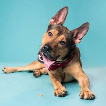 Cool guy -  Mixed Breed Dog for Adoption in Atlanta, Georgia - Cool Guy | PetCurious