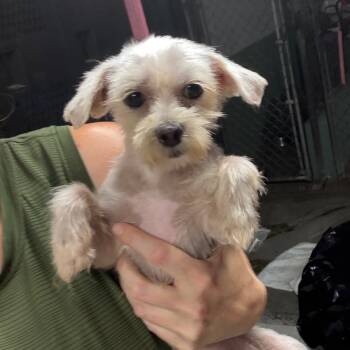 Rescue Mixed Breed Dogs for Adoption in Savannah, Georgia - Squishy Drawers | PetCurious