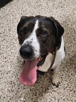 Tucker -  Hound and Mixed Breed Dog for Adoption in Pendleton, Oregon - Tucker | PetCurious