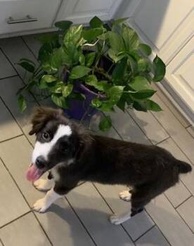 Abbott -  Australian Shepherd Dog for Adoption in Oklahoma City, Oklahoma - Abbott | PetCurious
