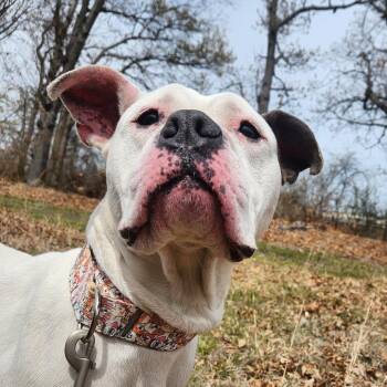 English Bulldog Dogs Available for Adoption in Warwick, Rhode Island - Rue | PetCurious