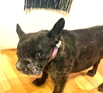 Rescue French Bulldog Dogs for Adoption in Chandler, Arizona - MYLA | PetCurious