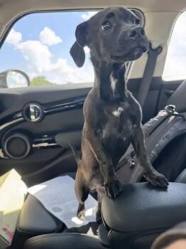 Cooper -  Mixed Breed Dog for Adoption in Wyoming, Michigan - Cooper | PetCurious