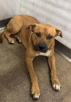 RAYMOND -  Pit Bull Terrier and Mixed Breed Dog for Adoption in San Bernardino, California - RAYMOND | PetCurious