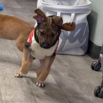 German Shepherd Dog and Pit Bull Terrier Dogs Available for Adoption in Waldorf, Maryland - Rhythm | PetCurious