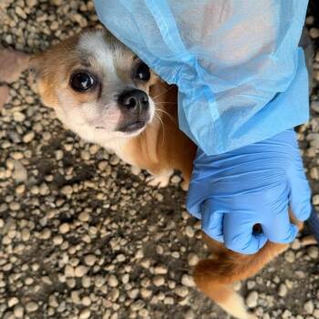 Anuel AA -  Chihuahua Dog for Adoption in Philadelphia, Pennsylvania - Anuel AA | PetCurious