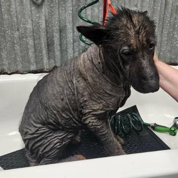 Morgan -  German Shepherd Dog Dog for Adoption in Tulsa, Oklahoma - Morgan | PetCurious