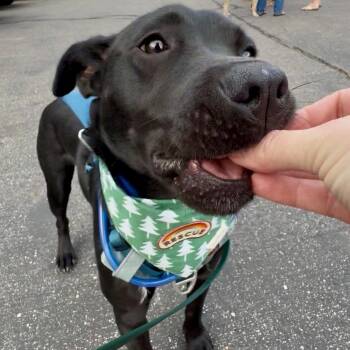 Charlie Pup Pup -  Black Labrador Retriever Dog for Adoption in Tunica, Mississippi - Charlie Pup Pup | PetCurious