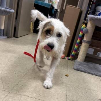 Willow -  Wirehaired Terrier Dog for Adoption in Helena, Alabama - Willow | PetCurious