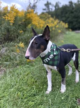 Rupert -  Bull Terrier Dog for Adoption in Cleveland, Ohio - Rupert | PetCurious