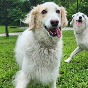 Queeenie -  English Setter and Poodle Dog for Adoption in Benld, Illinois - Queeenie | PetCurious