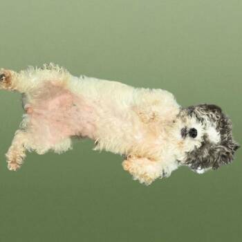Poppy -  Poodle Dog for Adoption in Loves Park, Illinois - Poppy | PetCurious