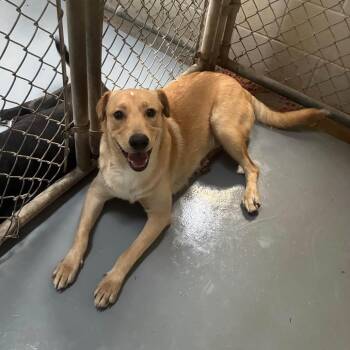 Merlin -  Retriever and Mixed Breed Dog for Adoption in Aldie, Virginia - Merlin | PetCurious