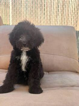 Star -  Goldendoodle Dog for Adoption in Moreno Valley, California - Star | PetCurious