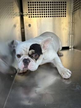 Rescue French Bulldog and Mixed Breed Dogs for Adoption in Fort Worth, Texas - 59839646 | PetCurious