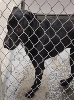 Labrador Retriever and Mixed Breed Dogs Available for Adoption - COCO | PetCurious