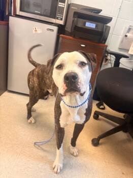 Buzz -  Pit Bull Terrier Dog for Adoption in Medina, Ohio - Buzz | PetCurious