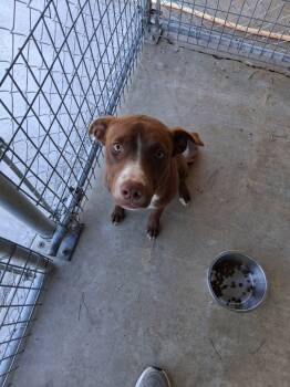 Rescue Pit Bull Terrier and Mixed Breed Dogs for Adoption in Brownwood, Texas - Bailey | PetCurious