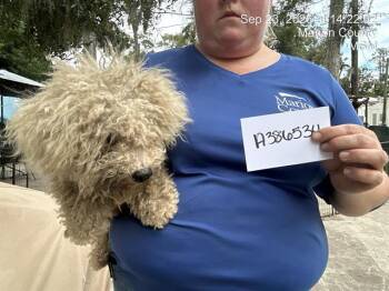 BOBBY -  Bichon Frise Dog for Adoption in Ocala, Florida - BOBBY | PetCurious