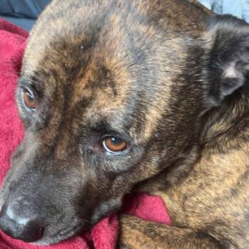 Axel -  Pit Bull Terrier and Terrier Dog for Adoption in Cashmere, Washington - Axel | PetCurious