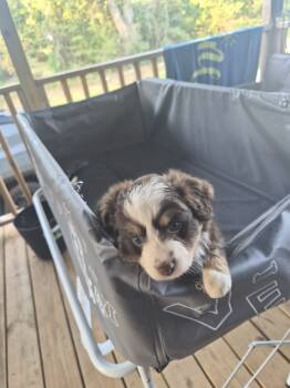 You name -  Toy Australian Shepherd Dog for Sale in East Mountain, Texas - You Name | PetCurious