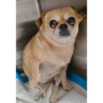 Honey -  Pug and Beagle Dog for Adoption in Boulder, Colorado - Honey | PetCurious