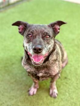 FALOO -  Basset Hound and Mixed Breed Dog for Adoption in Sacramento, California - FALOO | PetCurious
