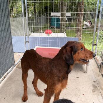 Huck -  Doberman Pinscher and Poodle Dog for Adoption in Columbus, North Carolina - Huck | PetCurious
