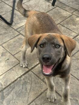 Willie Nelson -  Australian Cattle Dog Blue Heeler and Siberian Husky Dog for Adoption in Fenton, Missouri - Willie Nelson | PetCurious