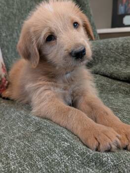 Wake -  Golden Retriever Dog for Adoption in Kiowa, Oklahoma - Wake | PetCurious