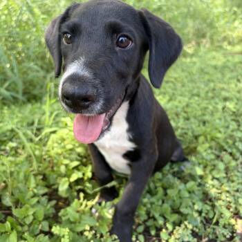 Reese -  Hound Dog for Adoption in Harlingen, Texas - Reese | PetCurious
