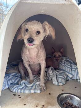 Olivia -  Maltese Dog for Adoption in Coarsegold, California - Olivia | PetCurious