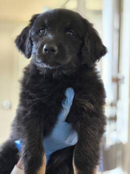 Goose -  Flat Coated Retriever Dog for Adoption in Kennewick, Washington - Goose | PetCurious
