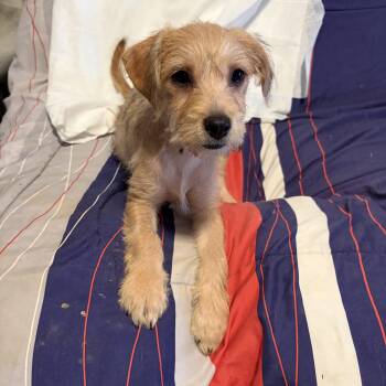 Sydney -  Border Terrier and Chihuahua Dog for Adoption in Poway, California - Sydney | PetCurious